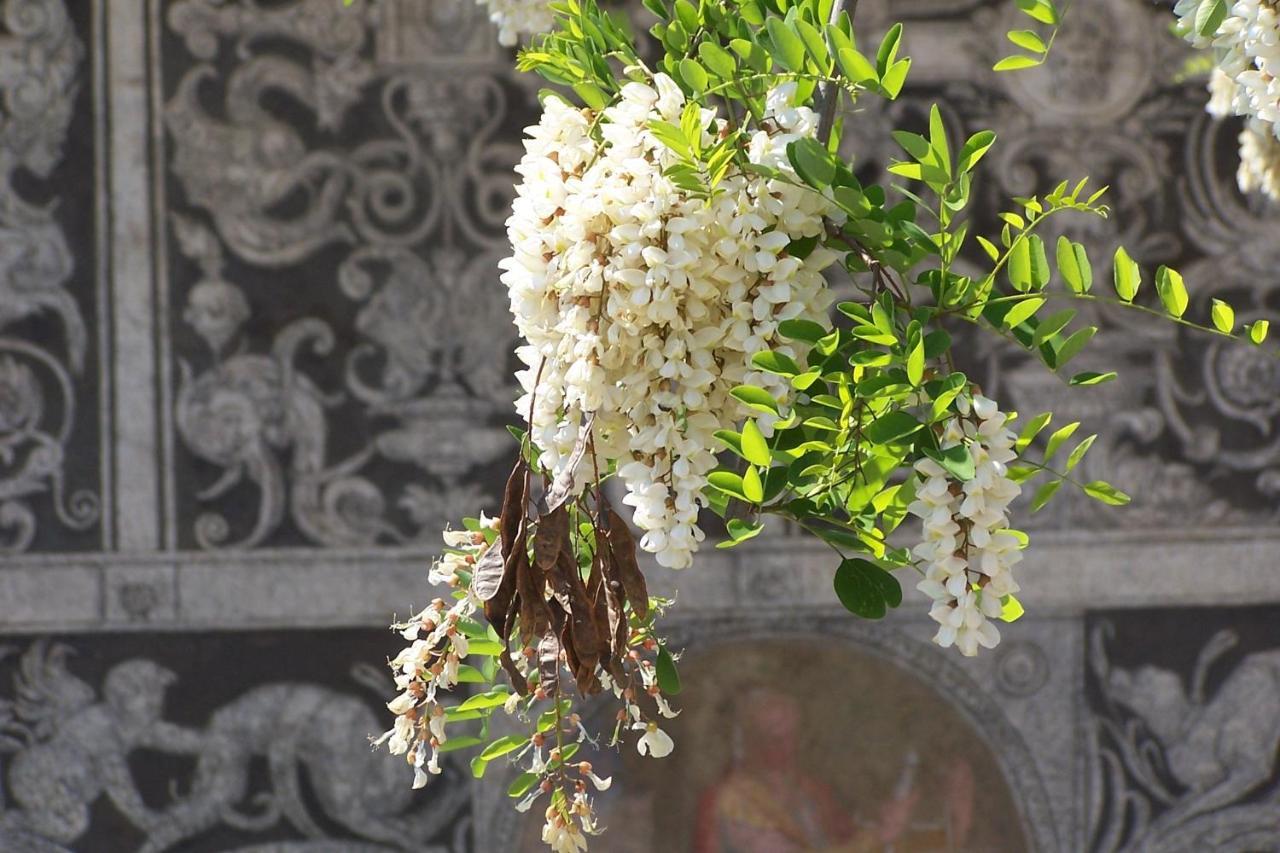 Acacia Firenze - Primula Apartment Luaran gambar